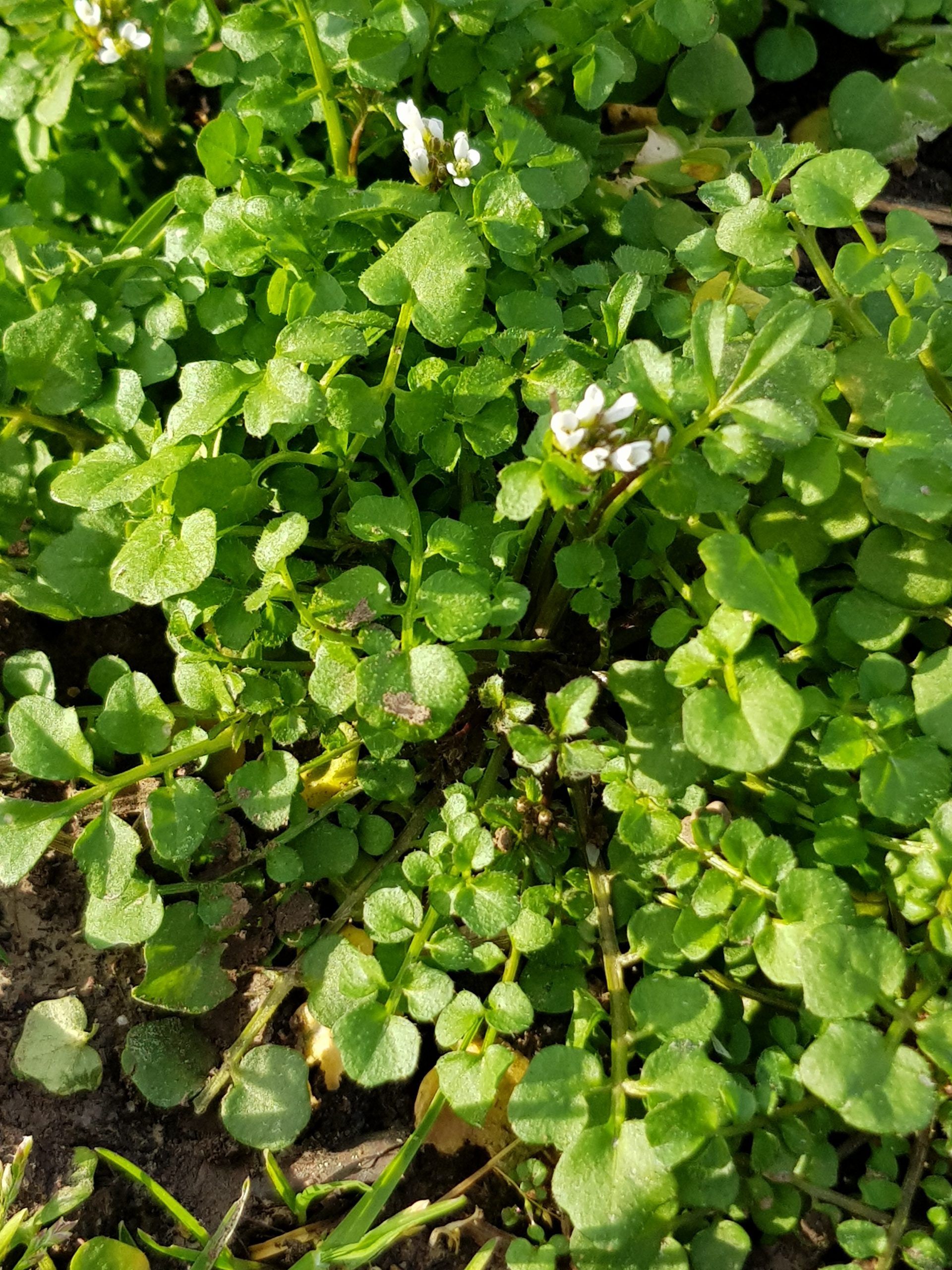Gartenschaumkraut als mildes Wildkraut im Fruehling