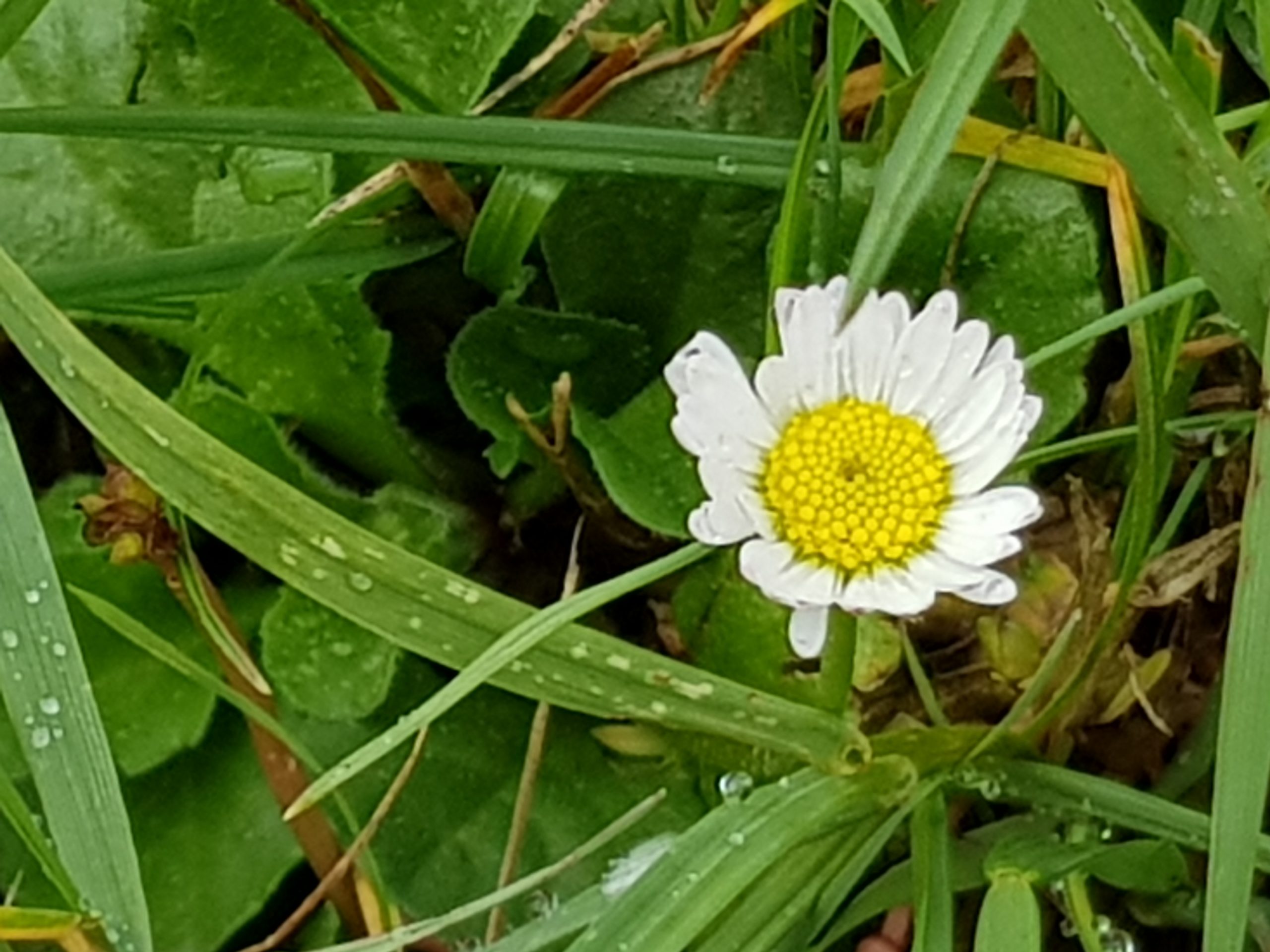 Gaensebluemchen als essbare Wildpflanze auf einer Wiese