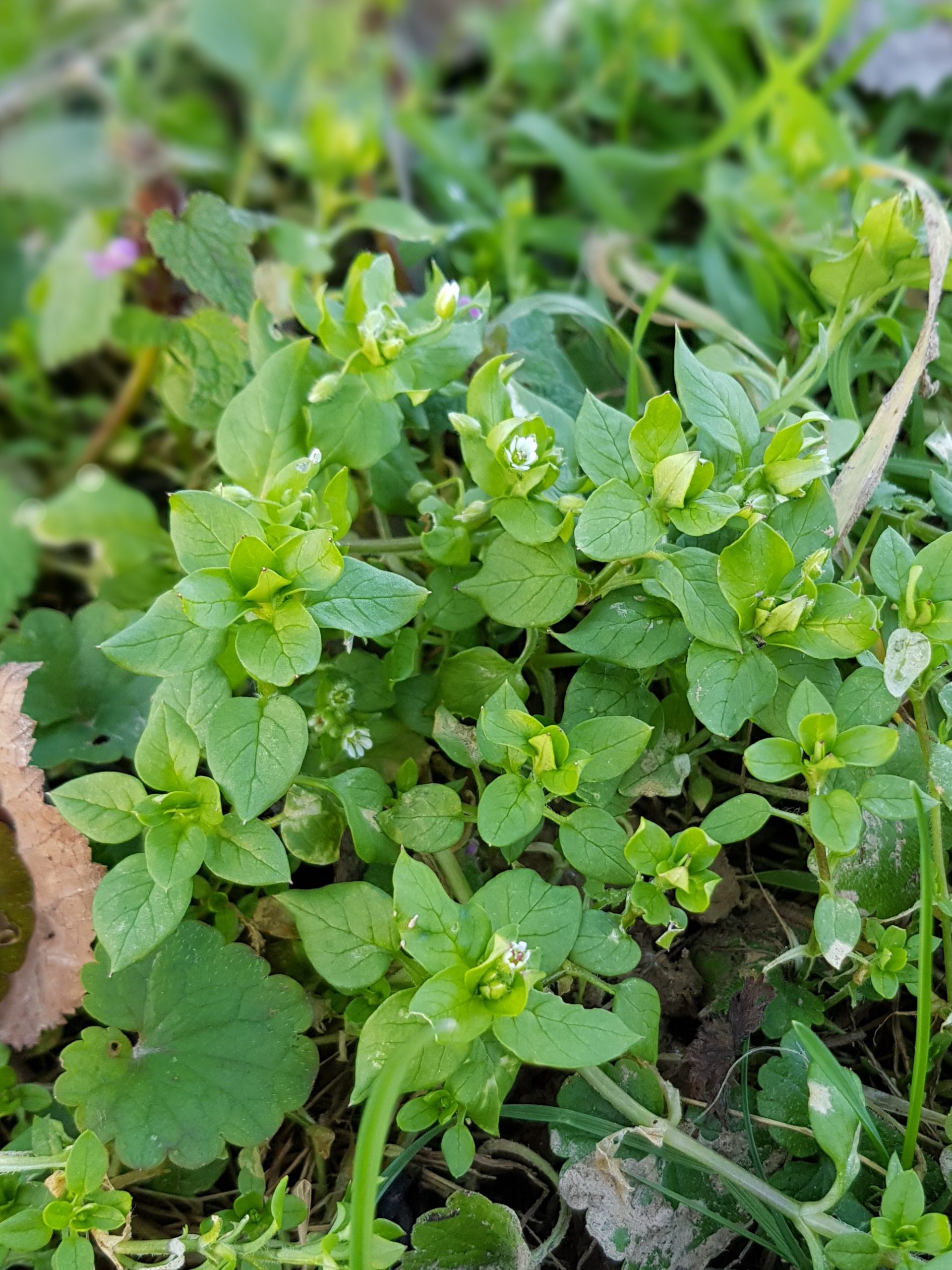 Vogelmiere als essbares Wildkraut im Fruehjahr