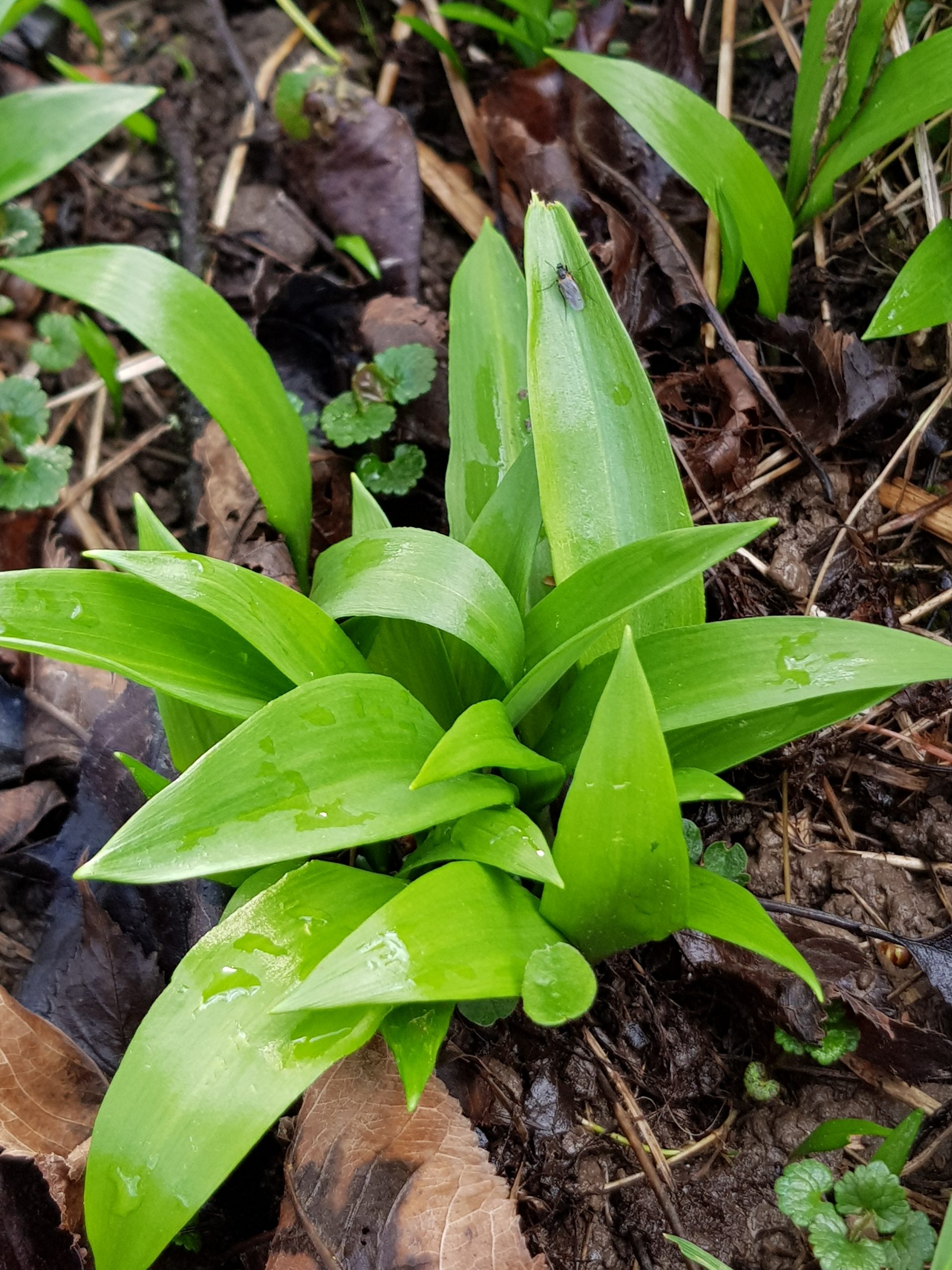 Baerlauch im Fruehling essbare Wildpflanze