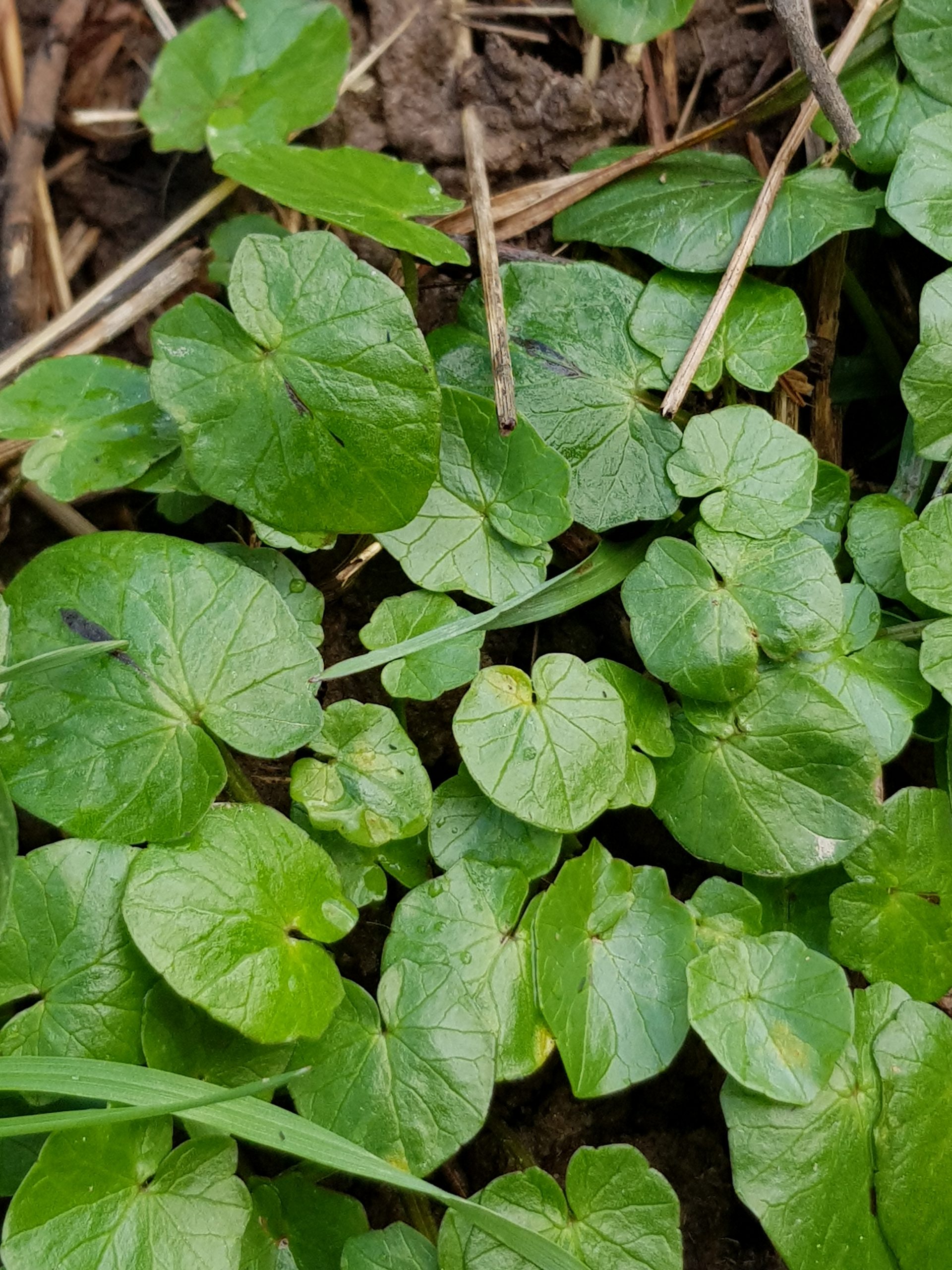 Scharbockskraut vor der Bluete als vitaminreiches Wildkraut