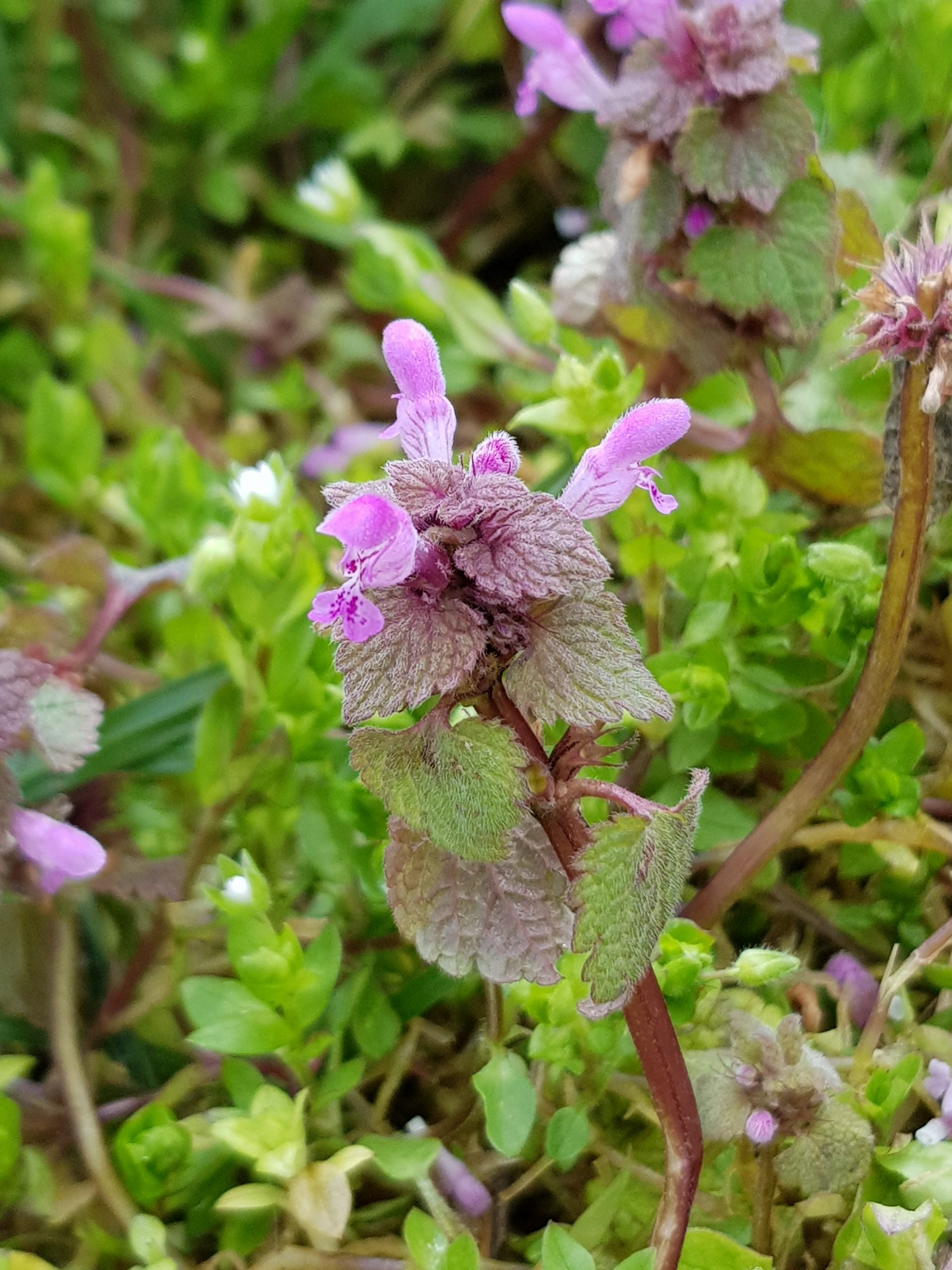 Purpurrote Taubnessel mit Blueten als essbares Wildkraut