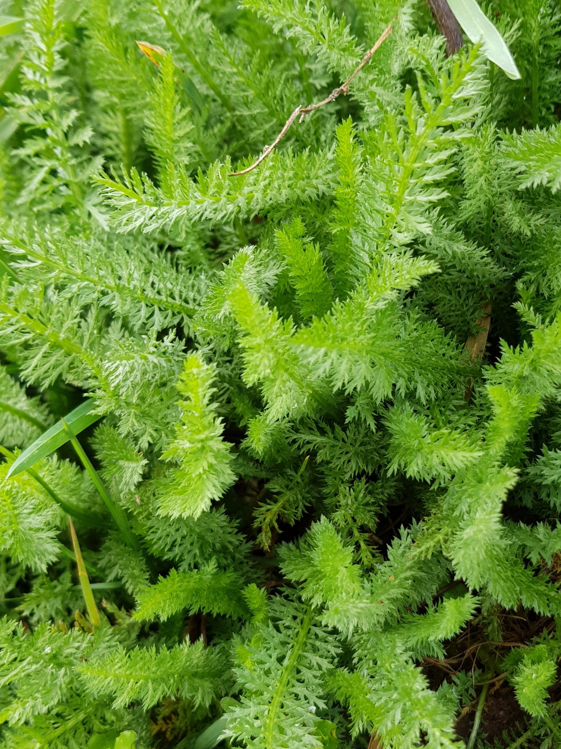 Schafgarbe mit feinen Blaettern als wuerziges Wildkraut