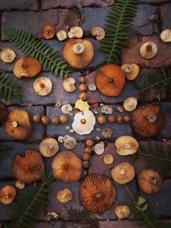 Naturmandala aus Blättern im Wald – Symbol für Achtsamkeit im Gesundheitscoaching