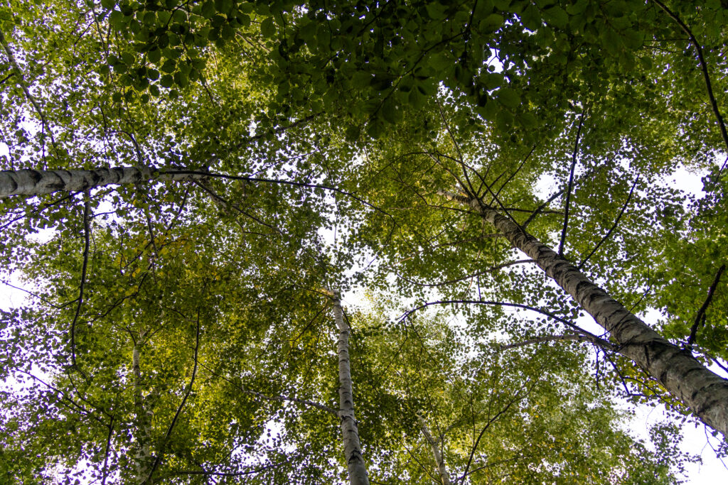 Baumkronen im Wald – Symbol für Balance und Klarheit im Naturcoaching